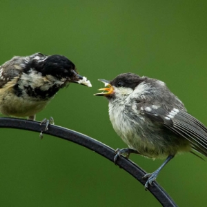 Redwell   June   2016 (324 Of 659).jpg